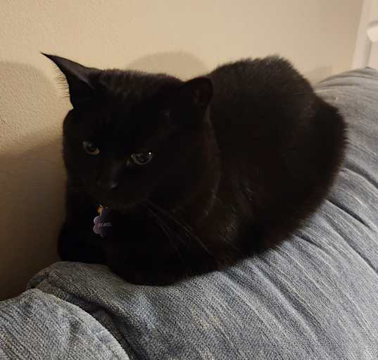 Photo of Simba