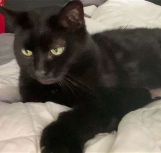 Photo of KIPPER (COURTESY POST)
