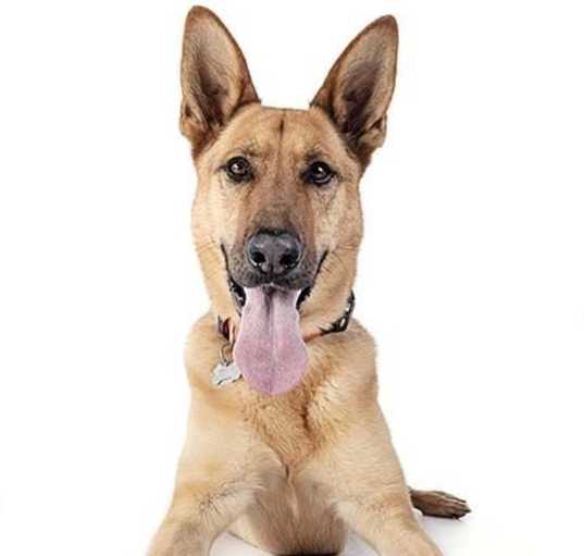 Photo of Dodger
