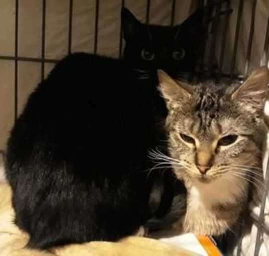 Photo of Flower & Tux