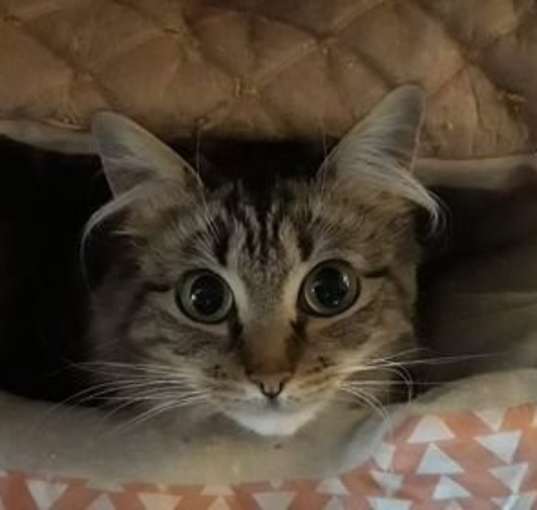 Photo of Fluffy