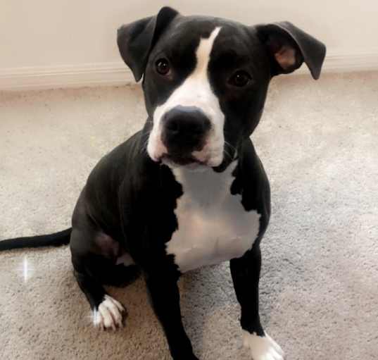 Photo of Oreo