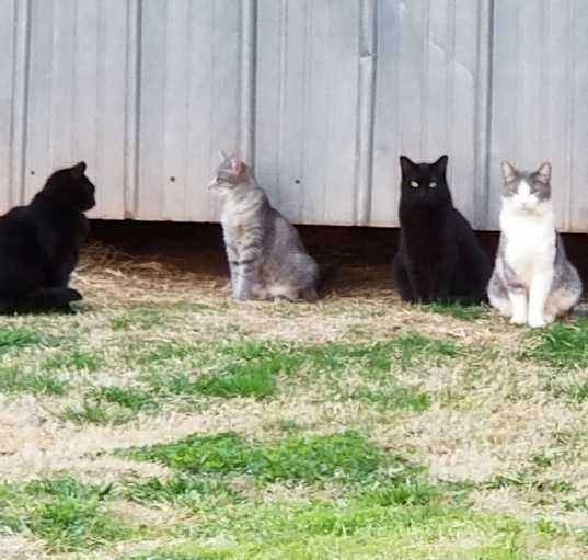 Photo of Cymbol feral barn cat