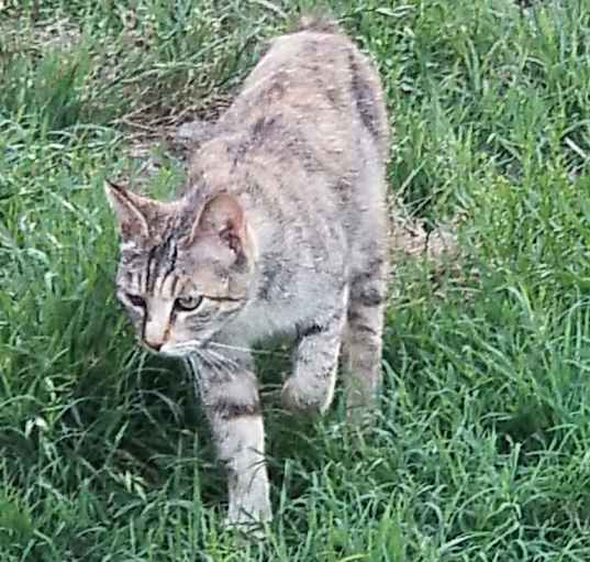 Photo of Fawn feral barn cat