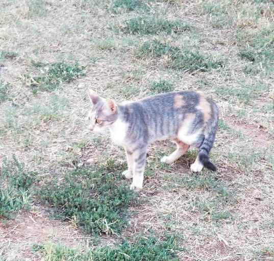 Photo of Kazz Feral barn cat