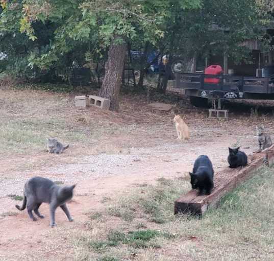 Photo of Raven feral barn cat