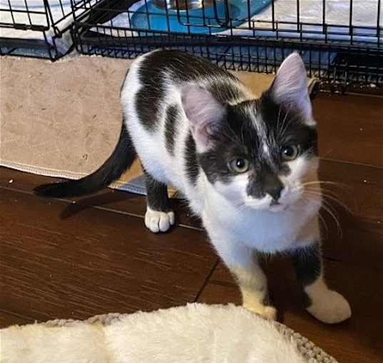 Photo of Jalapeno / Ghost - Bonded Pair