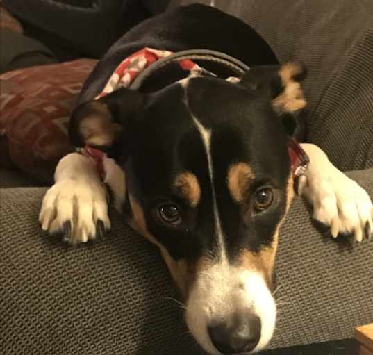 Photo of Maizey