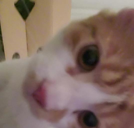 Photo of Tundra