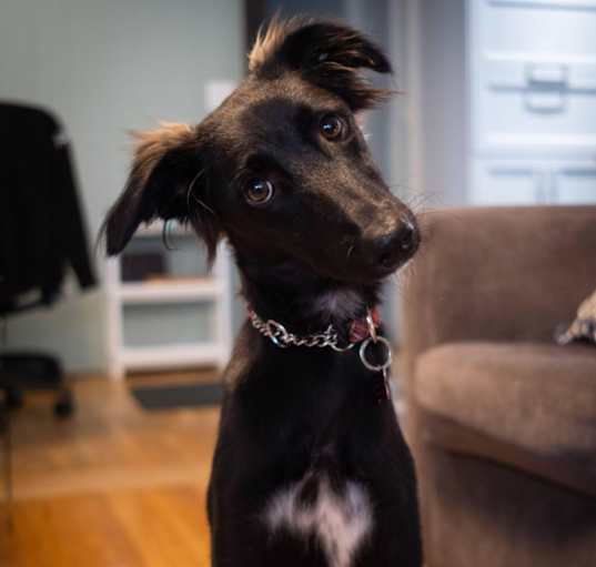 Photo of Poppy