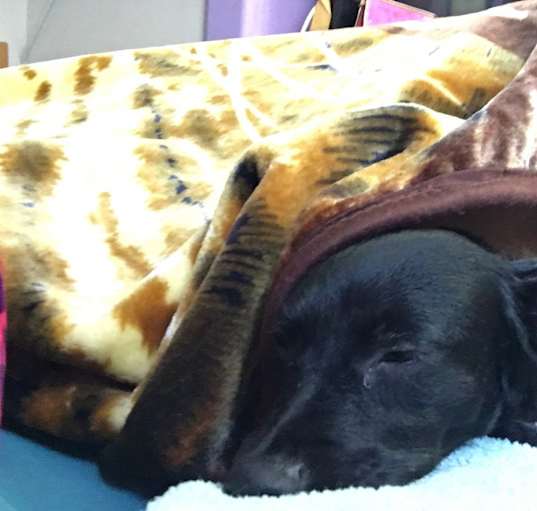 Photo of Luna