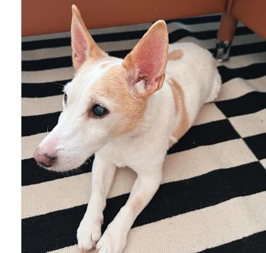 Photo of Buttercup