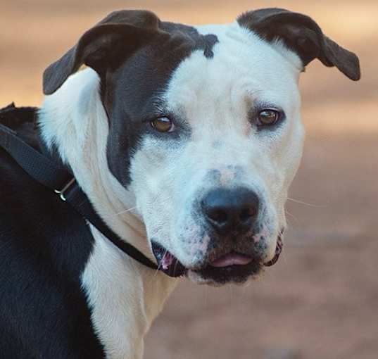 Photo of Lacey