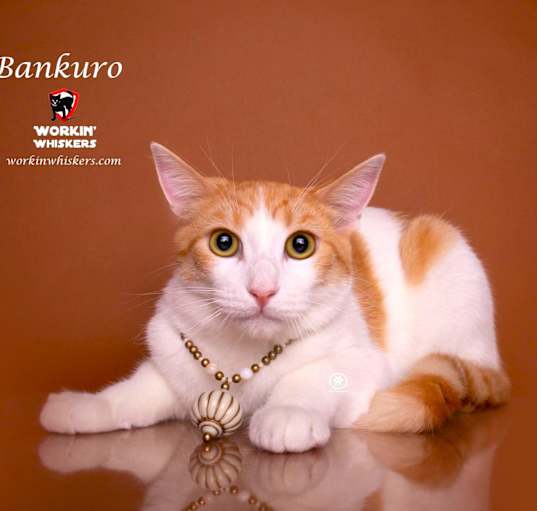 Photo of BANKURO