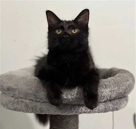 Photo of Puffy