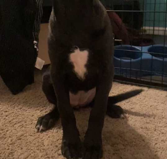 Photo of Gracie