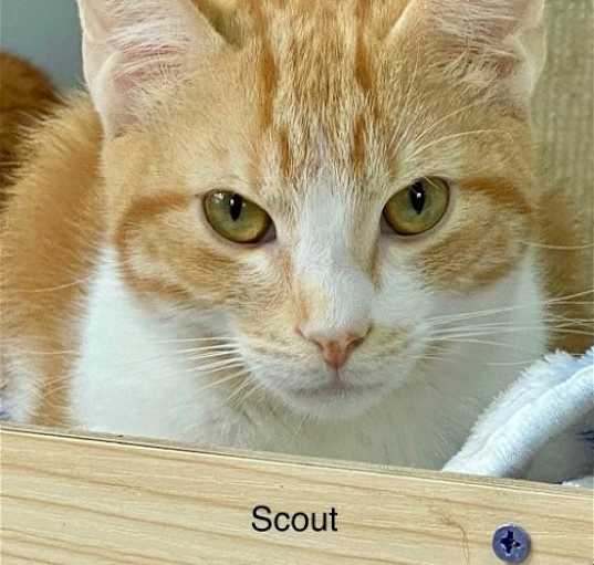 Photo of SCOUT