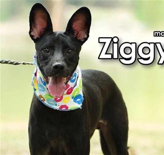 Photo of Ziggy from Taiwan