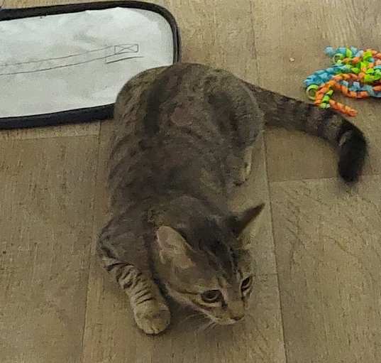 Photo of Razzle