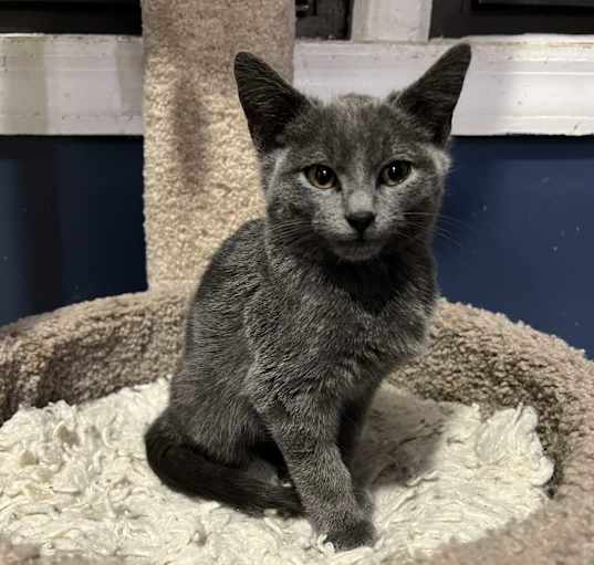 Photo of Blue