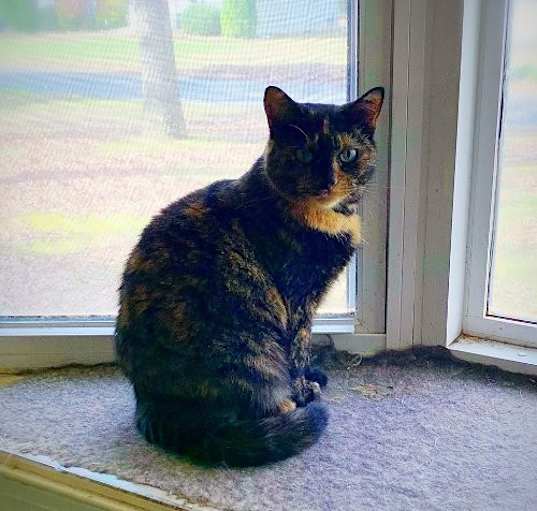 Photo of Sierra