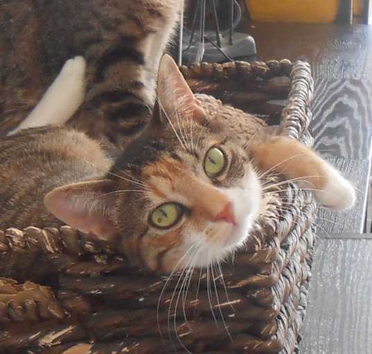Photo of OLIVIA- Princess of Hearts