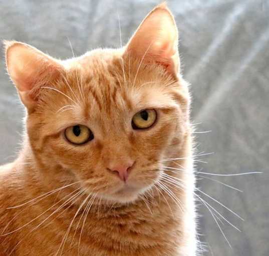 Photo of Merlin