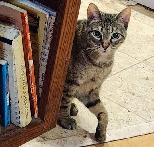 Photo of Scarlet