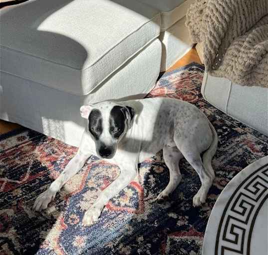 Photo of LOKI