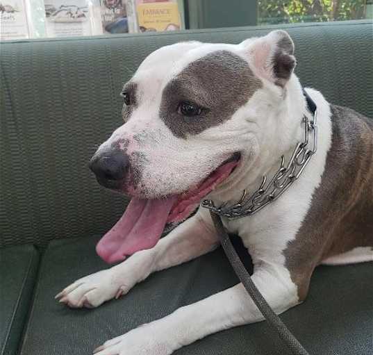 Photo of DIXIE
