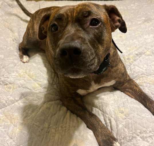 Photo of Gracie