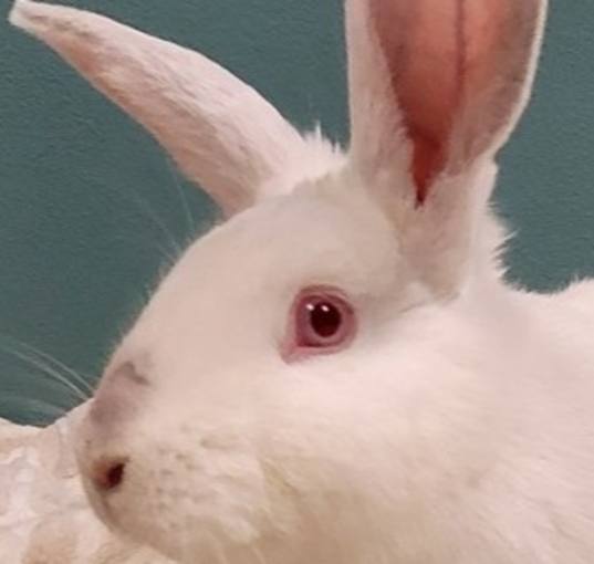 Photo of Rose (Bonded to Peppermint & Thistle)