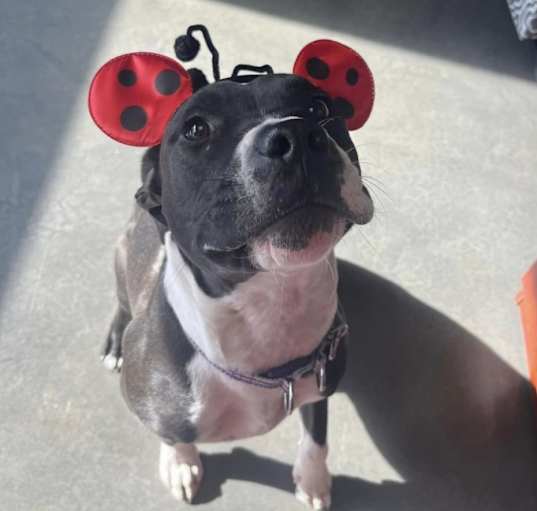 Photo of Jada