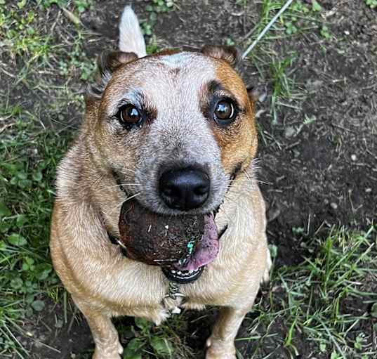 Photo of Shelby