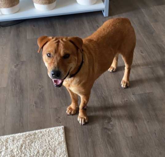 Photo of Rufus