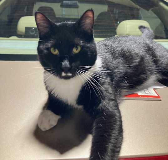 Photo of Whiskers