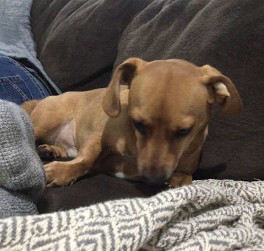 Photo of Ryder 