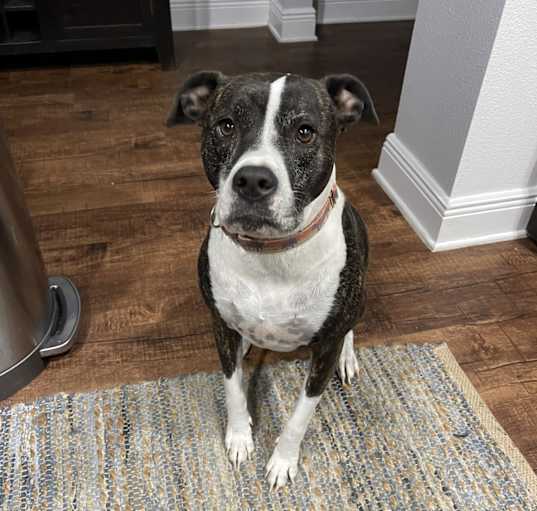 Photo of Maizy