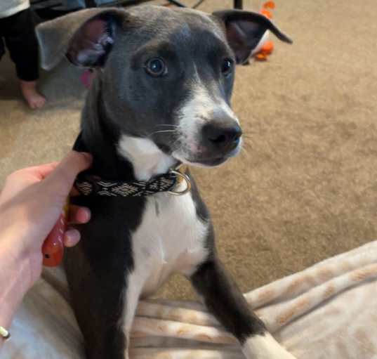 Photo of nova 