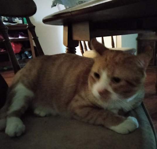 Photo of Tyson 