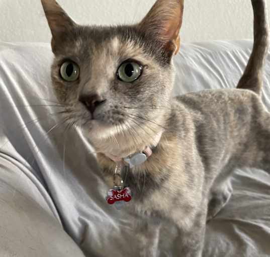 Photo of Sasha 