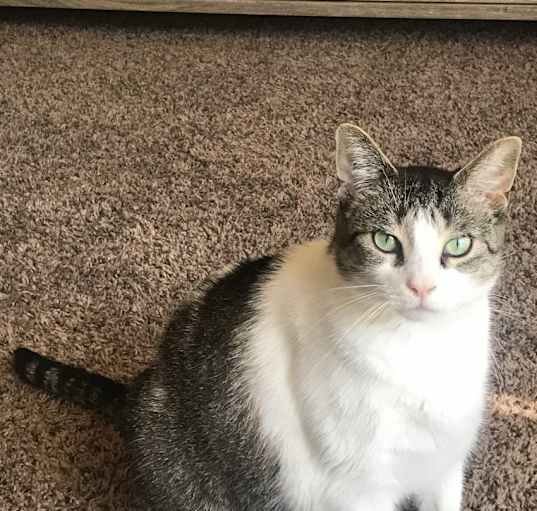 Photo of Luna