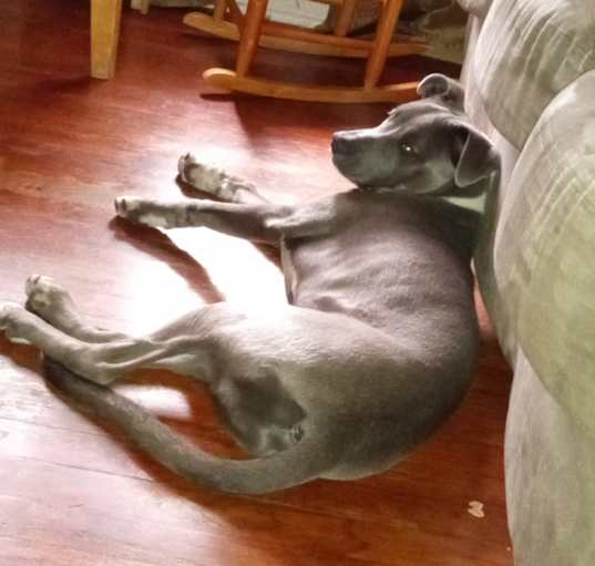 Photo of Champ