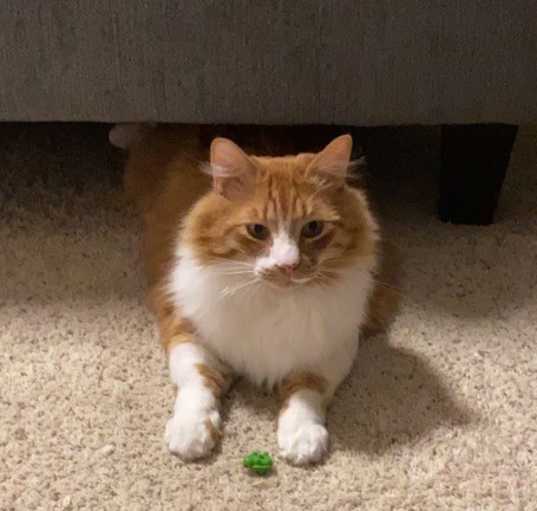 Photo of Egg
