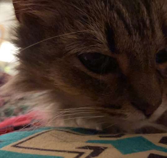 Photo of Callie