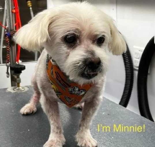 Photo of Minnie (Bonded pair with Blizzard)