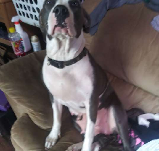Photo of Apache