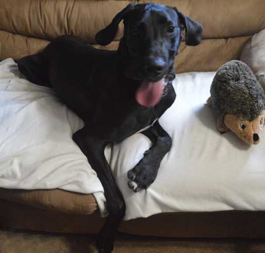 Photo of Asher
