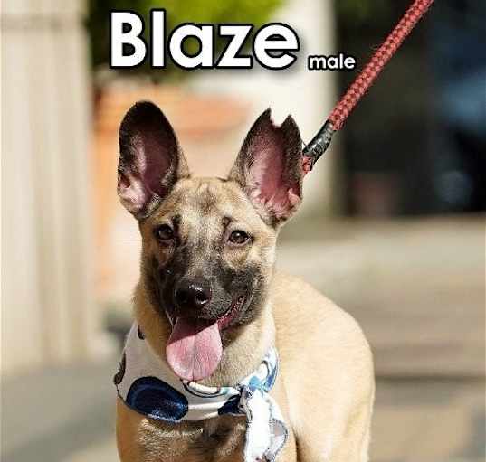 Photo of Blaze from Taiwan