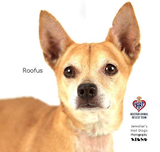 Photo of Roofus